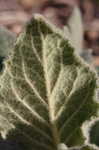 Common mullein